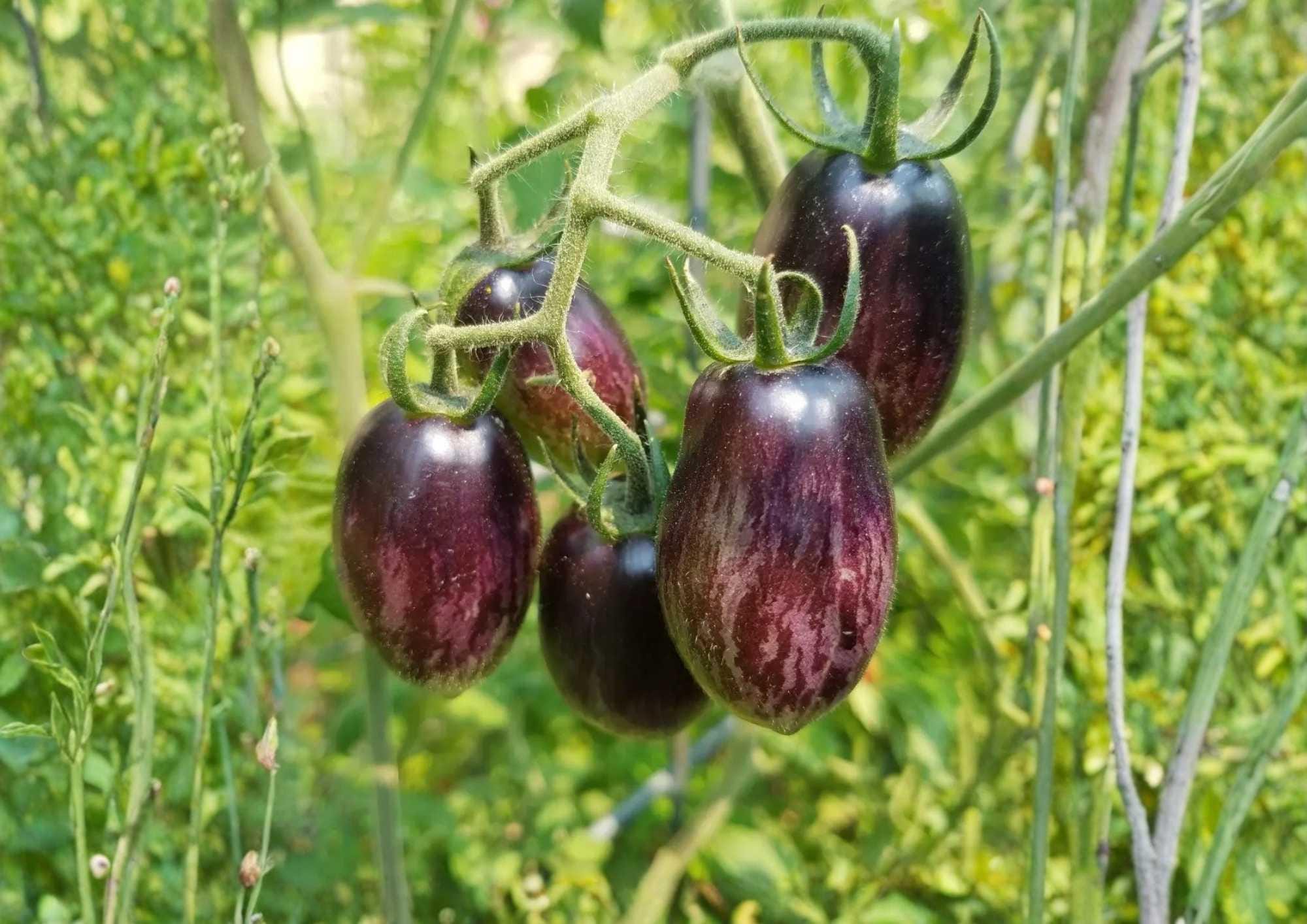 Brad’s Atomic Grape Tomato Seeds – Rare Heirloom, Colorful Striped Cherry, High Yield, Sweet Flavor, Gourmet Edible Plant Seeds
