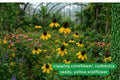 Clasping Coneflower Seeds – Rudbeckia amplexicaulis Native Wildflower for Pollinator Gardens, Yellow Daisy-Like Blooms