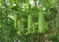 Calabash Bottle Gourd Seeds - Heirloom, Long Green Edible Vine, Chinese Lauki Opo Squash, Vegetable Garden Planting, Rare Seeds