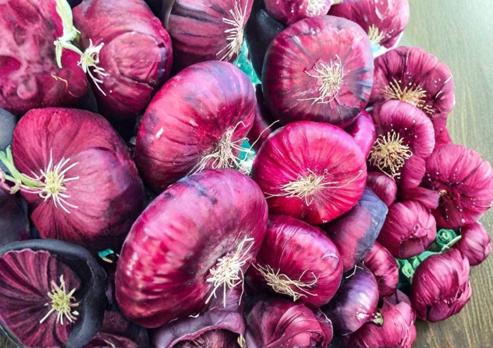 Red Burgundy Onion Seeds – Heirloom Non-GMO Vegetable Seeds for Garden Planting, Deep Purple Bulb, High Yield Storage Onion