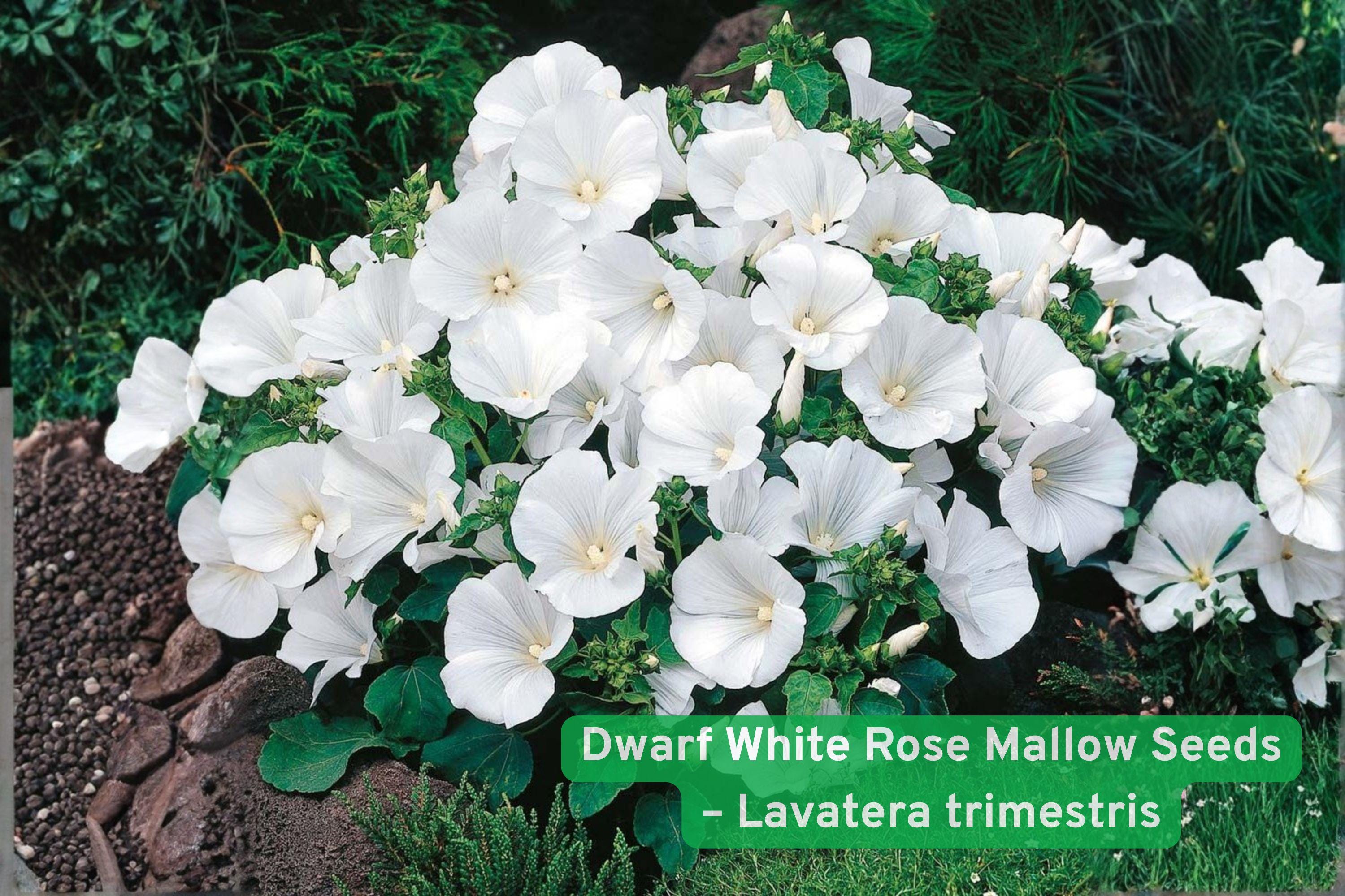 Dwarf White Rose Mallow Seeds – Lavatera trimestris Annual White Flower for Cottage Gardens & Pollinator Attracting