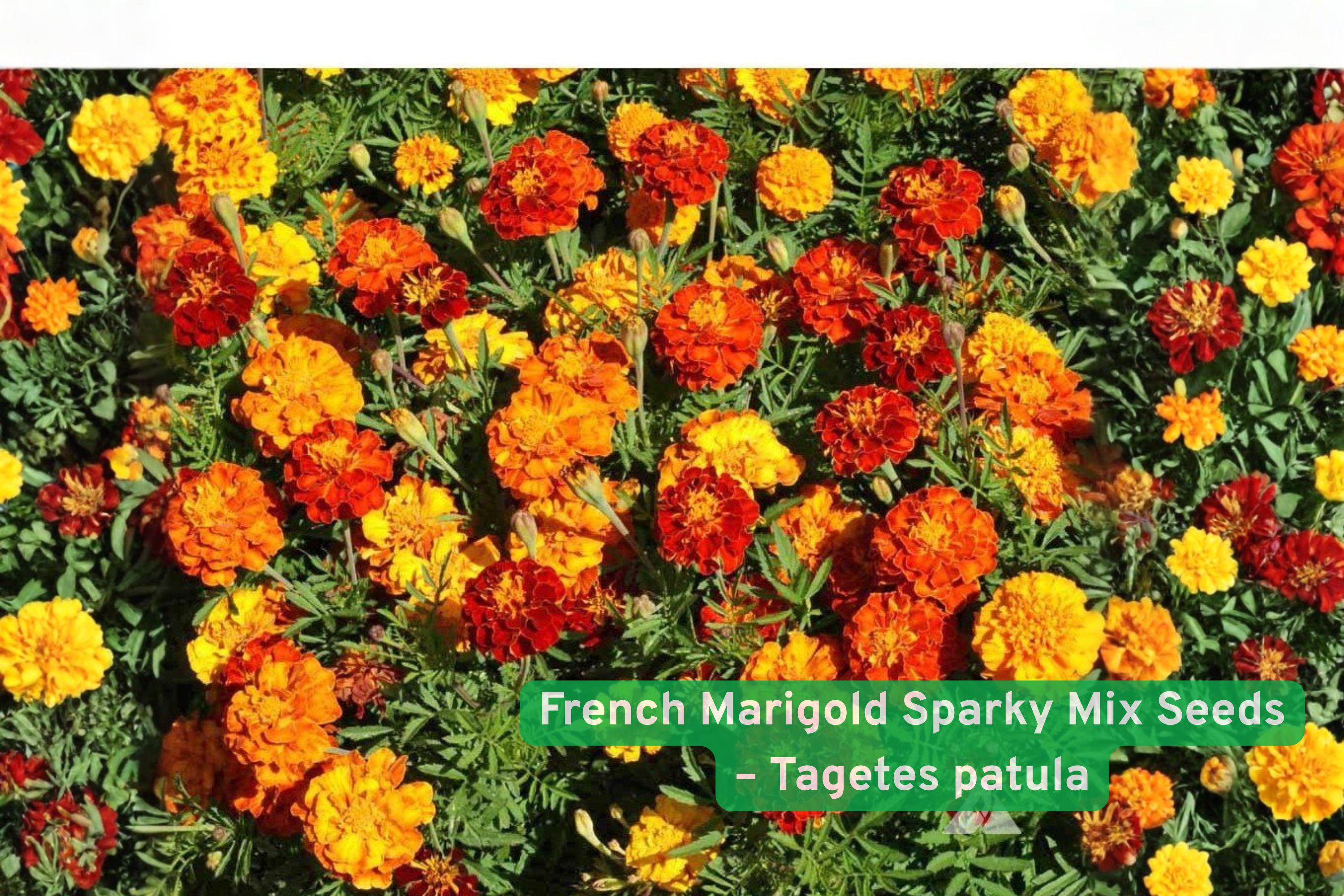 French Marigold Seeds – Sparky Mix, Tagetes patula, Bright Colorful Annual Flower for Pollinator Gardens