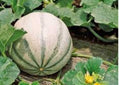 Charentais Melon Seeds, Heirloom Organic Cantaloupe, French Melon with Aromatic Orange Flesh, Gourmet Fruit Seeds