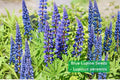 Blue Lupine Seeds – Native Perennial Wildflower for Pollinator Gardens – Lupinus perennis, Blue/Violet Flowers, Attracts Bees & Butterflies