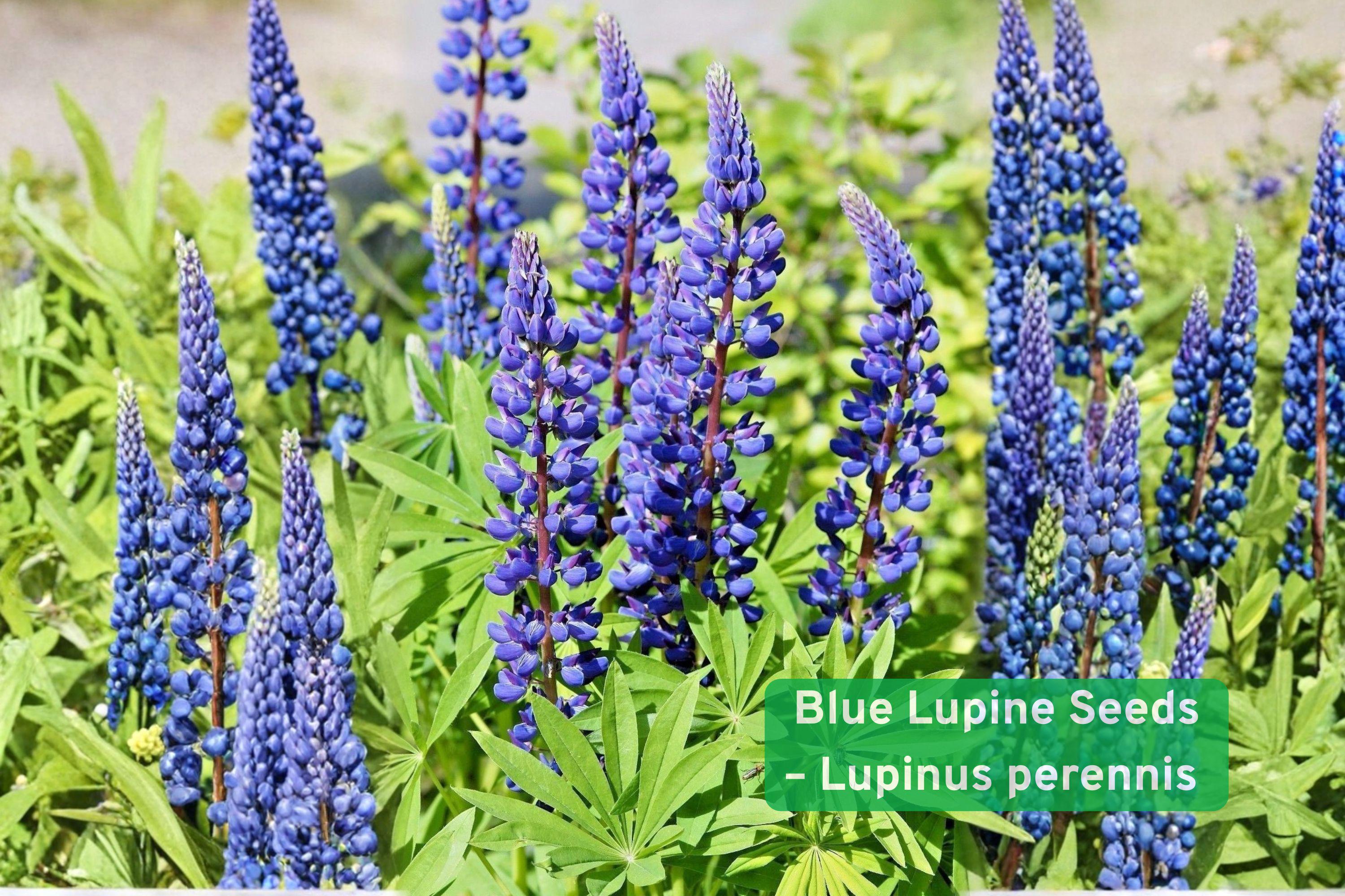 Blue Lupine Seeds – Native Perennial Wildflower for Pollinator Gardens – Lupinus perennis, Blue/Violet Flowers, Attracts Bees & Butterflies