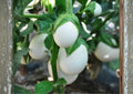 200+ White Egg Eggplant Seeds - Heirloom Organic Non-GMO Rare Vegetable Seeds for Garden, Small White Oval Eggplants