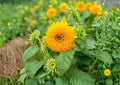 Giant Teddy Bear Sunflower Seeds – Heirloom Non-GMO, Large Fluffy Double Yellow Blooms, Bee Pollinator-Friendly, Garden Planting