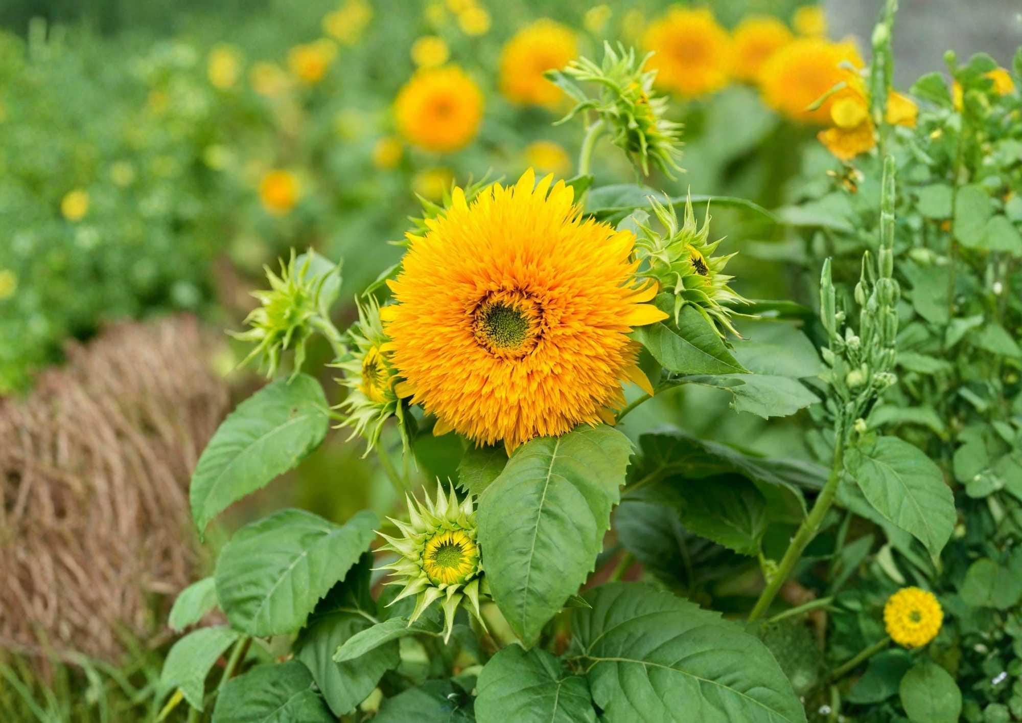 Giant Teddy Bear Sunflower Seeds – Heirloom Non-GMO, Large Fluffy Double Yellow Blooms, Bee Pollinator-Friendly, Garden Planting