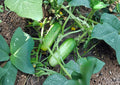 Beit Alpha Cucumber Seeds Heirloom Organic Non-GMO Vegetable Seeds for Garden Planting, Persian Lebanese, Crisp, Seedless Style