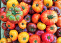 Rainbow Beefsteak Tomato Seeds, Heirloom Non-GMO, Large Slicing Fruit, Solanum lycopersicum