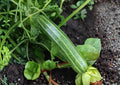 Black Beauty Zucchini Seeds – Heirloom Non-GMO Vegetable Seeds for Garden Planting, Dark Green Summer Squash, High Yield