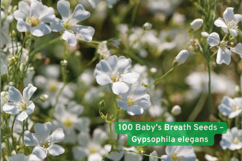100 Baby’s Breath Seeds – Gypsophila elegans Covent Garden White Annual Flower for Bouquets & Wedding Arrangements