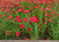 Scarlet Flax Seeds, Bright Red Wildflower, Ornamental Pollinator-Friendly, Linum grandiflorum, 200+ Flower Seeds for Garden Planting