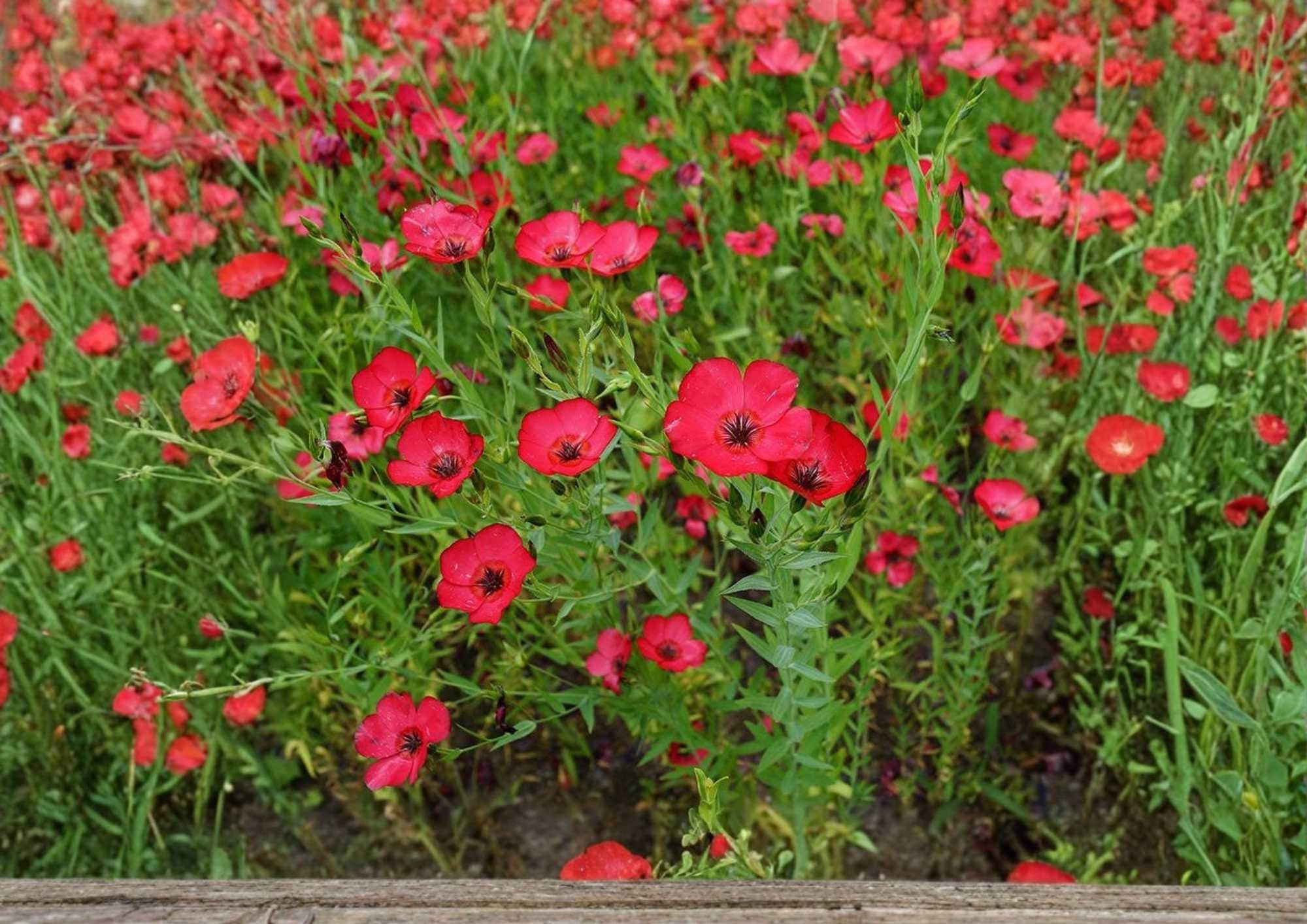 Scarlet Flax Seeds, Bright Red Wildflower, Ornamental Pollinator-Friendly, Linum grandiflorum, 200+ Flower Seeds for Garden Planting