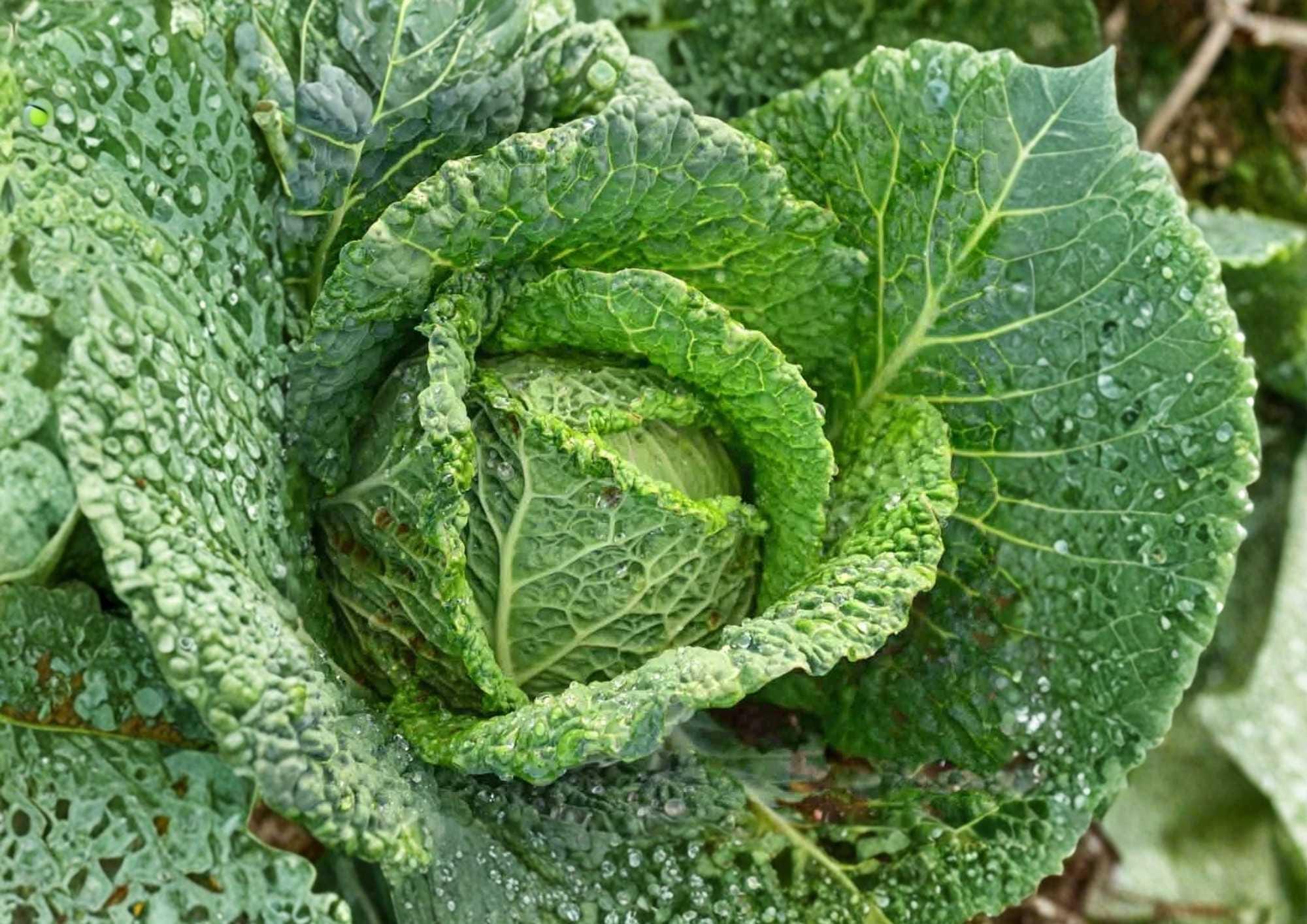 Heirloom Savoy Perfection Cabbage Seeds – Non-GMO, Cold-Hardy, Crinkled Green Heads for Garden Planting