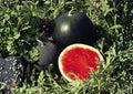 Florida Giant Watermelon Seeds - Heirloom Organic Non-GMO Fruit Seeds for Large, Juicy Red Flesh, Heavy Yield, Garden Planting