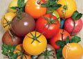 120+ Rainbow Cherry Tomato Seeds - Heirloom Non-GMO Vegetable Seeds for Garden Planting, Solanum lycopersicum