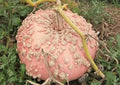Galeux d’Eysines Pumpkin Seeds – French Heirloom, Pink Warty Winter Squash, Gourmet Cooking, Vegetable Seeds