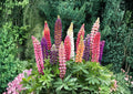 Snapdragon Tall Mix Flower Seeds – Bright Multicolor Ornamental Cut Flowers for Garden, Pollinator Attracting, Antirrhinum majus