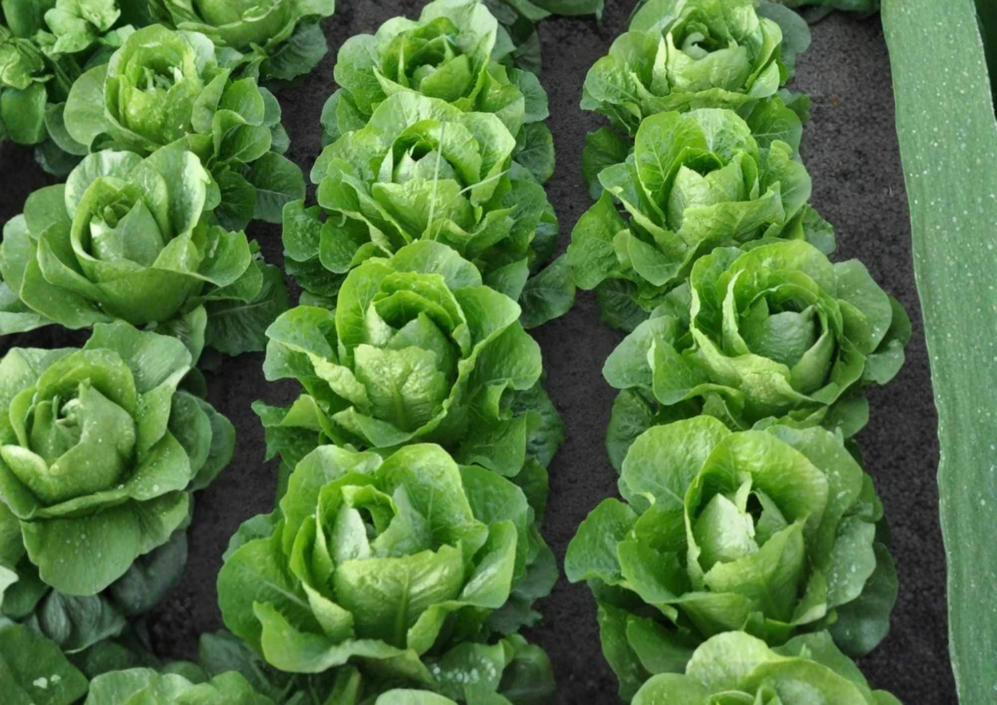 Giant Caesar Romaine Lettuce Seeds, Heirloom Vegetable Seeds for Garden, Tall Salad Greens, High Yield, Crisp Heads, Lactuca sativa