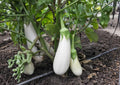Snowy White Eggplant Seeds, Heirloom Non-GMO, Small Oval White Fruits, Solanum melongena, Gourmet Vegetable Seeds