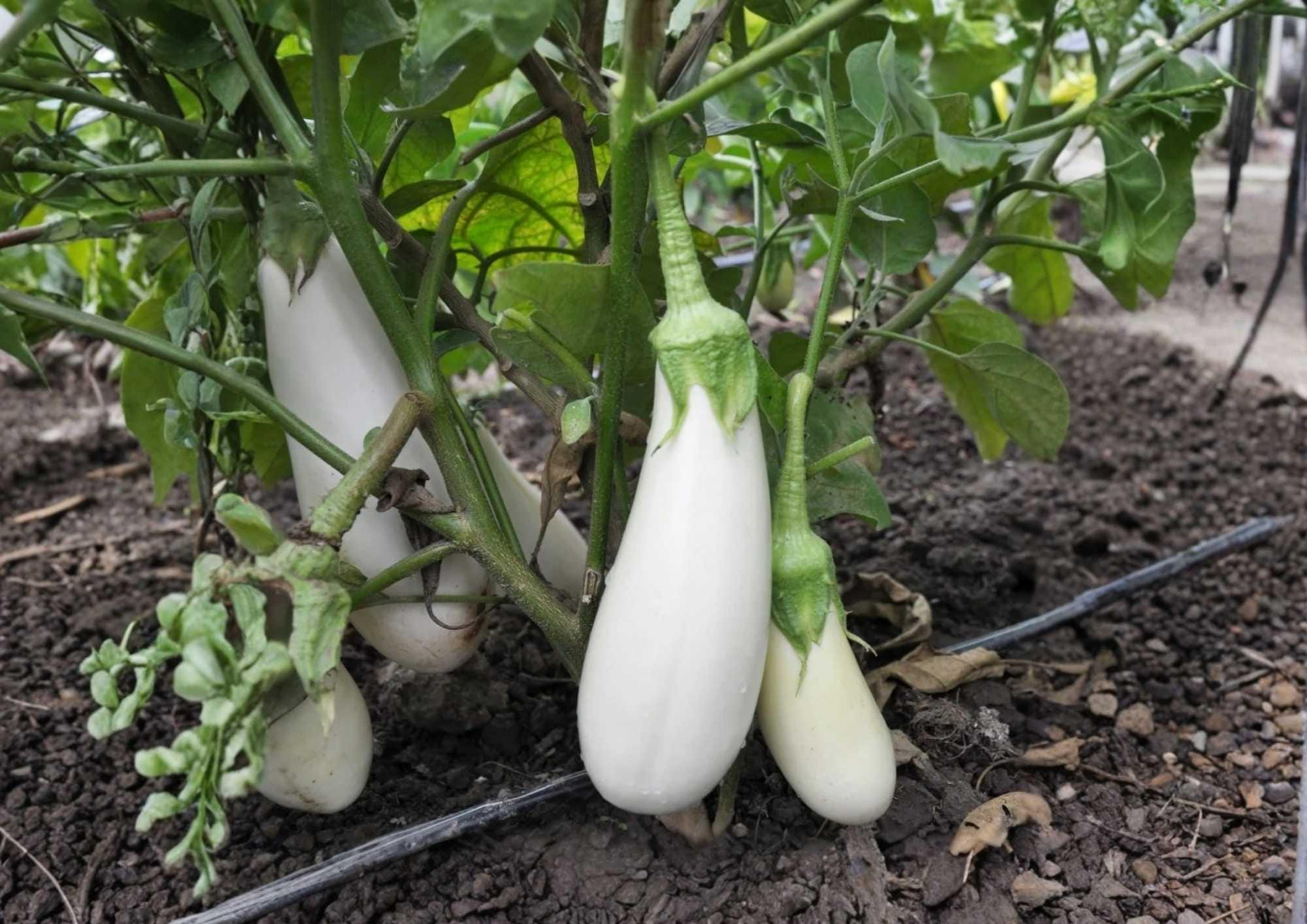 Snowy White Eggplant Seeds, Heirloom Non-GMO, Small Oval White Fruits, Solanum melongena, Gourmet Vegetable Seeds