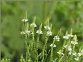 White Vervain Flower Seeds | Verbena urticifolia Perennial for Gardens & Natural Landscapes