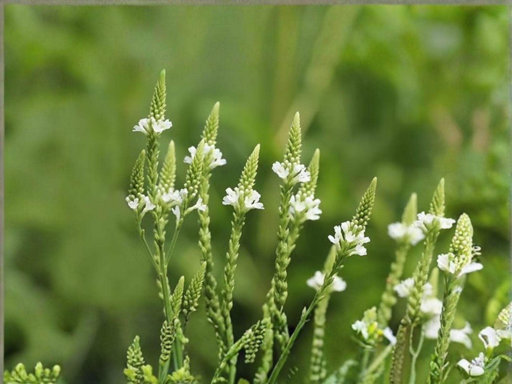 White Vervain Flower Seeds | Verbena urticifolia Perennial for Gardens & Natural Landscapes