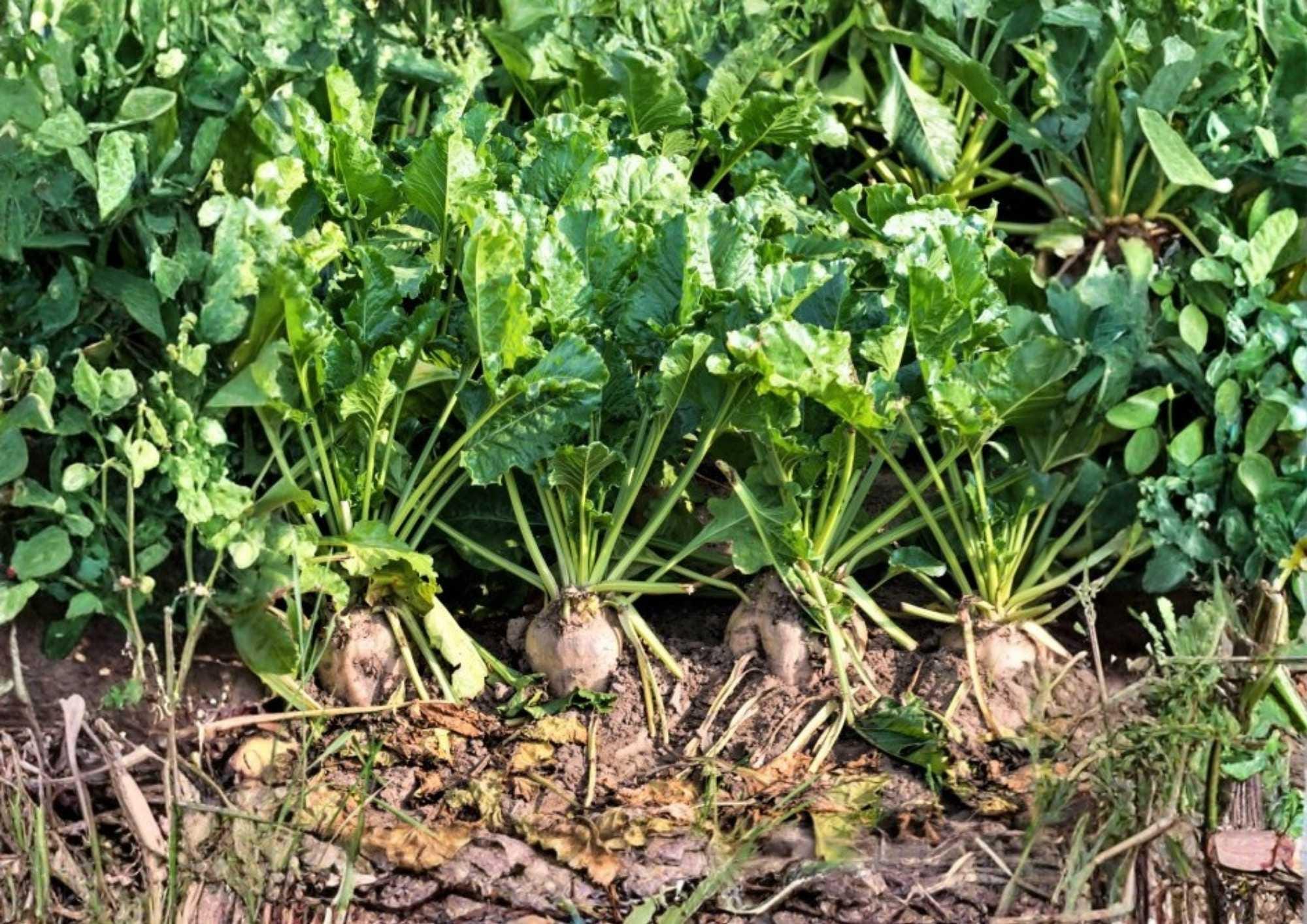 200+ Sugar Beet Seeds Heirloom Vegetable Seeds for Garden, White Beets Root Crop, Natural Sweetener, High Sugar Content, Organic Gardening