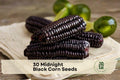 Black Corn Seeds - Midnight Black Zea mays for Ornamental Gardens, Full Sun, Dark Kernel, Heirloom-Style Crop