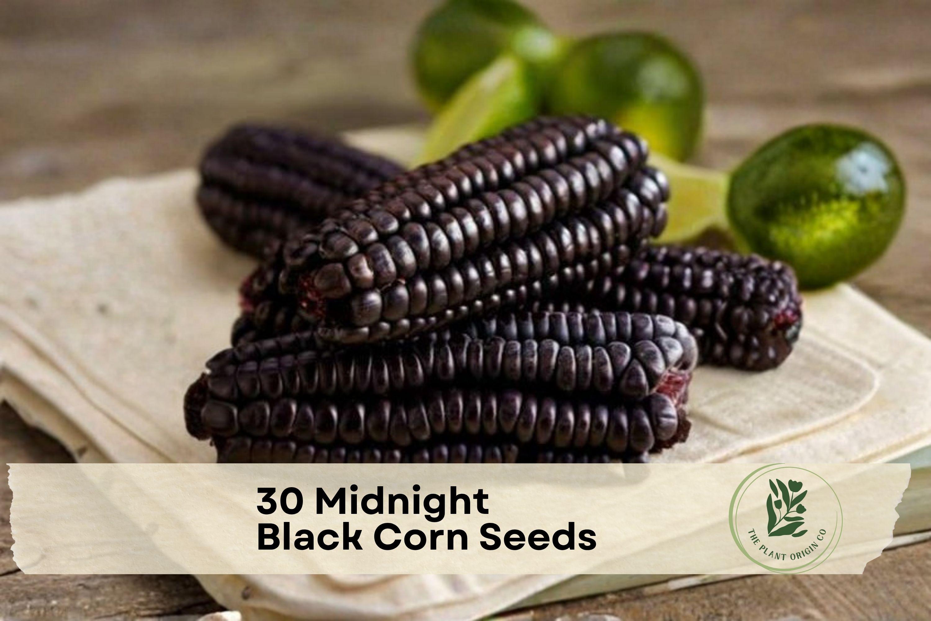 Black Corn Seeds - Midnight Black Zea mays for Ornamental Gardens, Full Sun, Dark Kernel, Heirloom-Style Crop