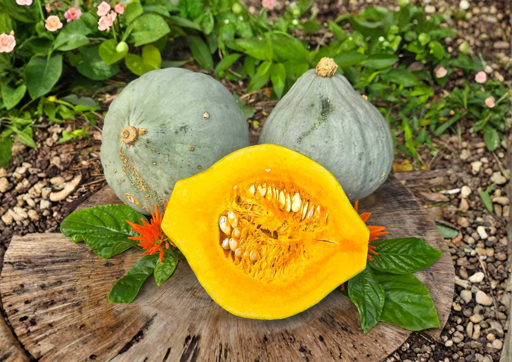 Giant Blue Hubbard Squash Seeds Heirloom Non-GMO Rare Vegetable Seeds for Garden Planting
