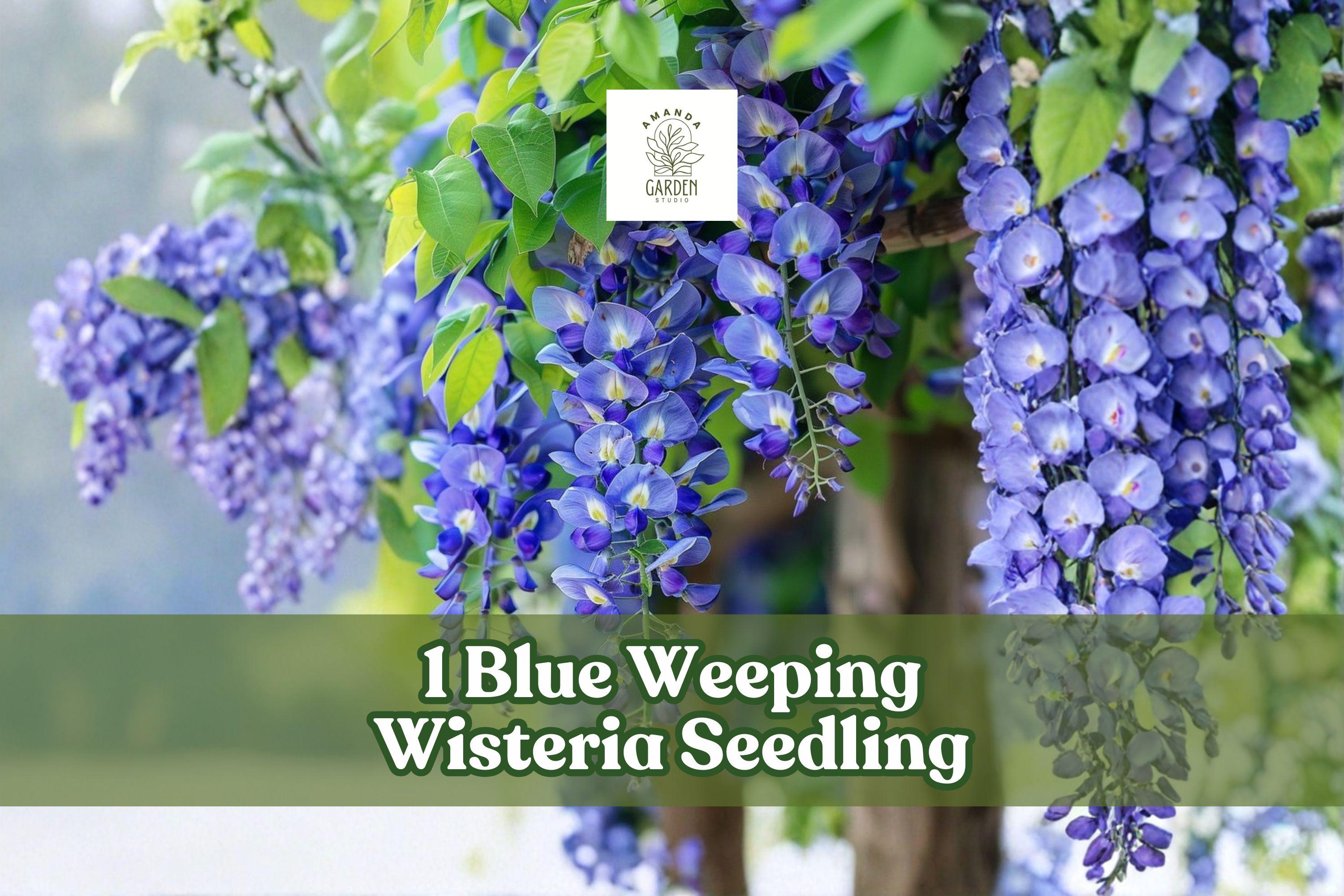 Blue Weeping Wisteria Seedling, Climbing Vine for Pergola & Garden, Wisteria sinensis & floribunda