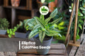 25 Elliptica Calathea Seeds | Tropical Foliage Plant with Elliptical Leaves | Calathea elliptica Indoor Garden