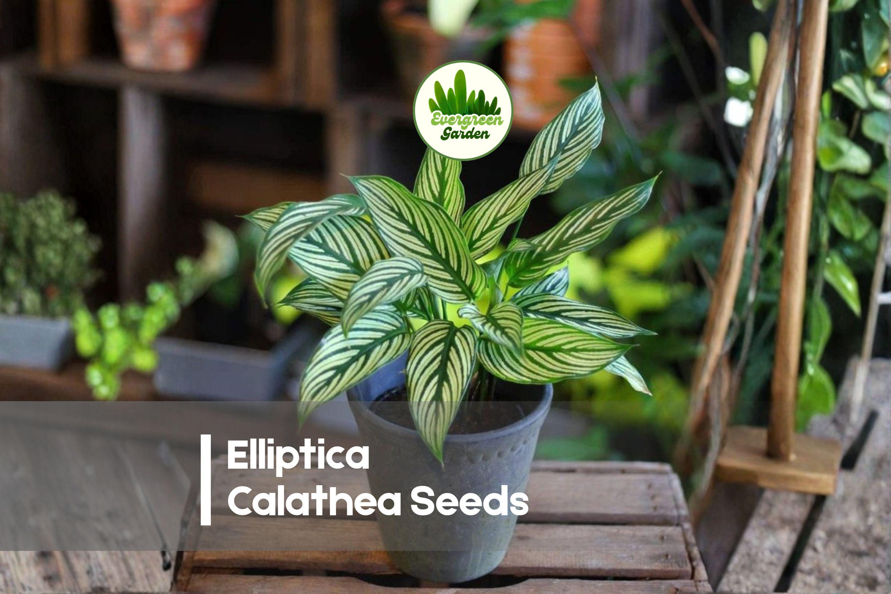 25 Elliptica Calathea Seeds | Tropical Foliage Plant with Elliptical Leaves | Calathea elliptica Indoor Garden