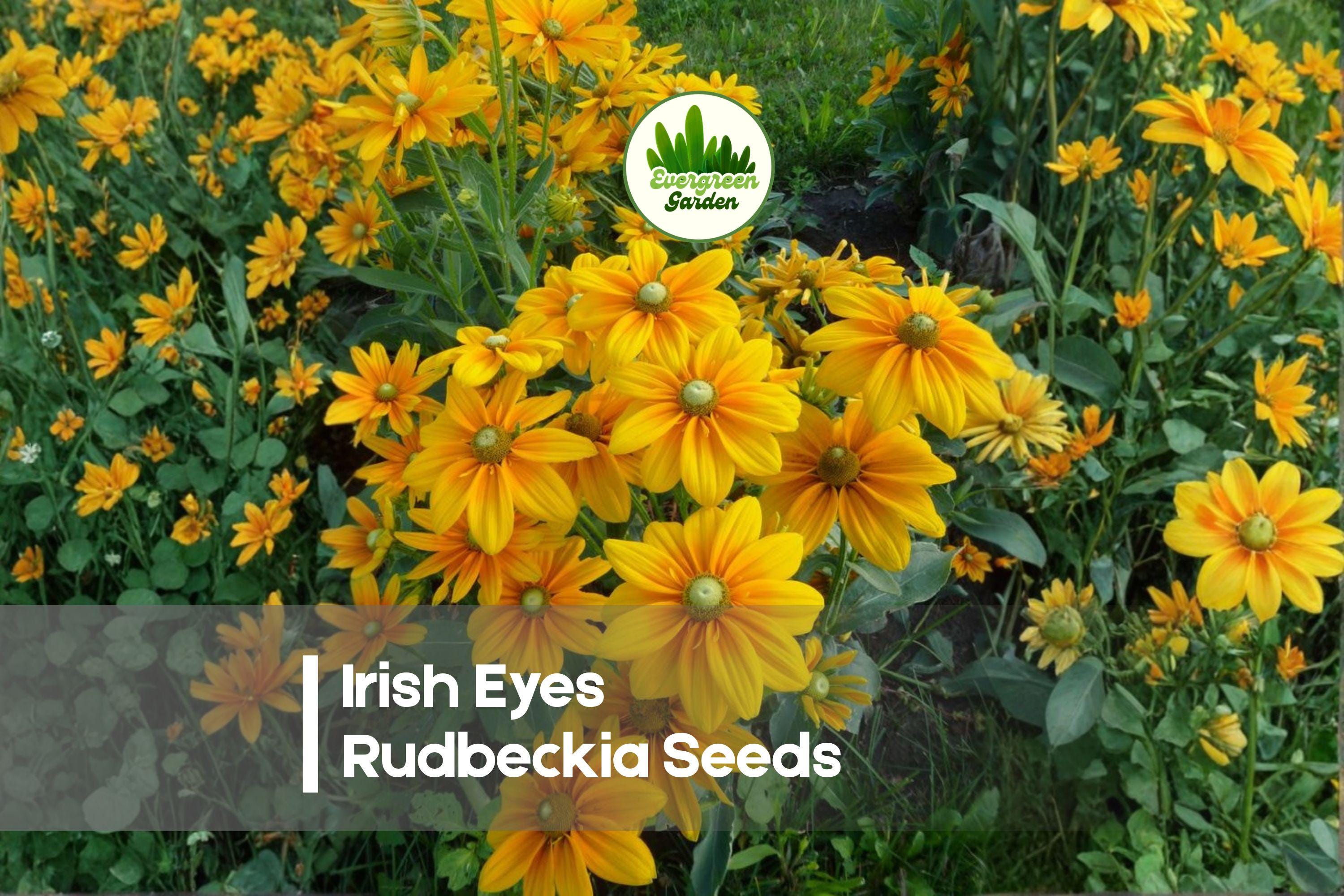200 Irish Eyes Rudbeckia Seeds - Black-Eyed Susan, Yellow Flowers, Rudbeckia hirta, Wildflower, Pollinator, Border, Cut Flower