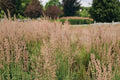 Colonial Bentgrass Seeds, Highland Fine Turf, Agrostis tenuis ‘Highland’, Cool-Season Lawn Grass, Dense Turf Seed