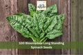 100 Bloomsdale Long Standing Spinach Seeds | Leafy Green Vegetable Seeds for Garden Planting