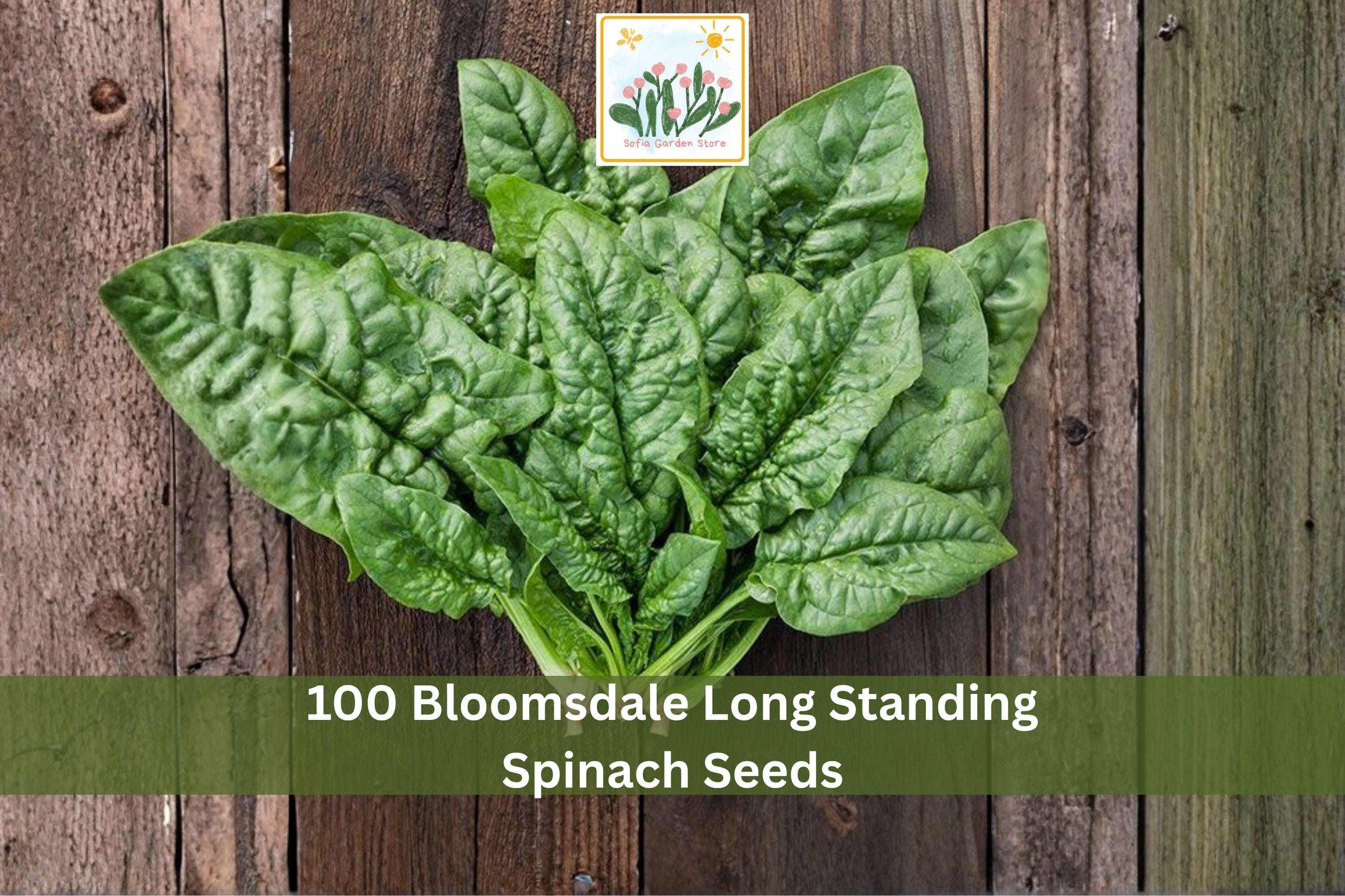 100 Bloomsdale Long Standing Spinach Seeds | Leafy Green Vegetable Seeds for Garden Planting
