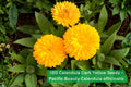 Calendula Pacific Beauty Dark Yellow Seeds – Bright Golden Yellow Annual Flower for Garden Beds & Containers
