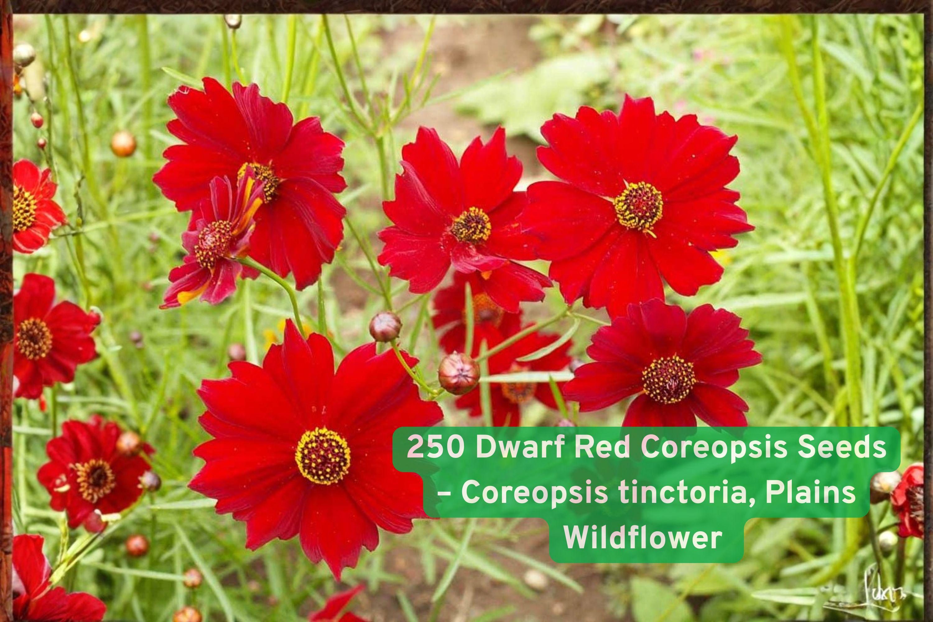 250 Dwarf Red Coreopsis Seeds – Coreopsis tinctoria, Wildflower for Pollinators, Drought Tolerant, Full Sun, Low Maintenance