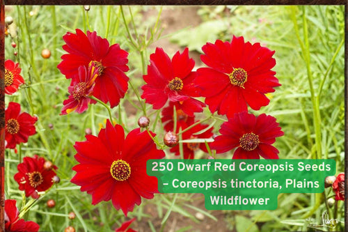 250 Dwarf Red Coreopsis Seeds – Coreopsis tinctoria, Wildflower for Pollinators, Drought Tolerant, Full Sun, Low Maintenance