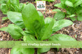 Viroflay Spinach Seeds – Large Leaf Leafy Green Vegetable Seeds for Garden, Container, Raised Bed Planting, Spinacia oleracea
