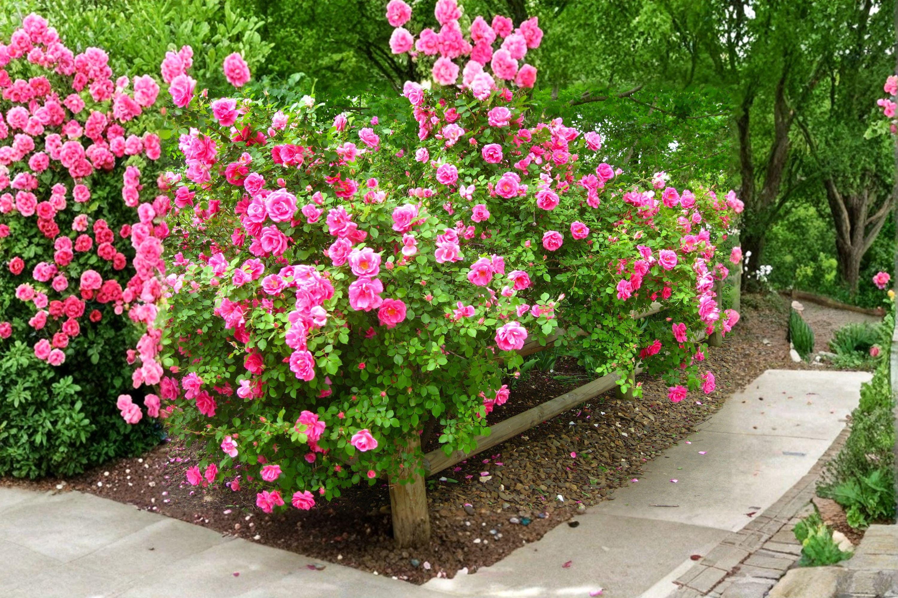 Carefree Wonder Rose Cuttings – Rosa hybrid Flowering Shrub for Grafting & Propagation, Pink Bloom, Full Sun