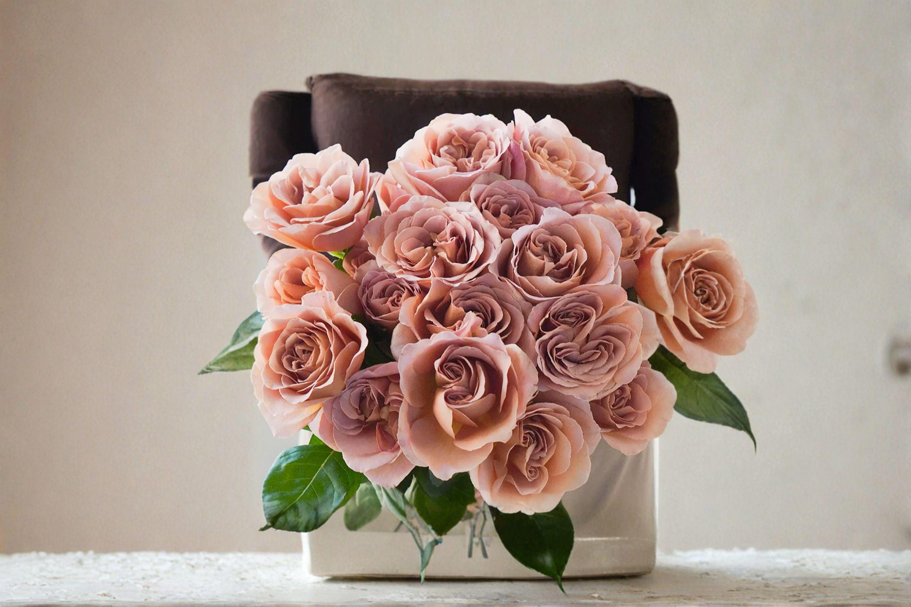 Cafe Latte Rose Cuttings – Rosa hybrid Flowering Shrub for Grafting & Propagation, Beige Brown Blooms