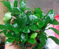 Anubias Nana Live Aquarium Plant Bare Root, Low Light, Freshwater, Small, Hardy, Easy to Care, Nano Tank, Aquascaping