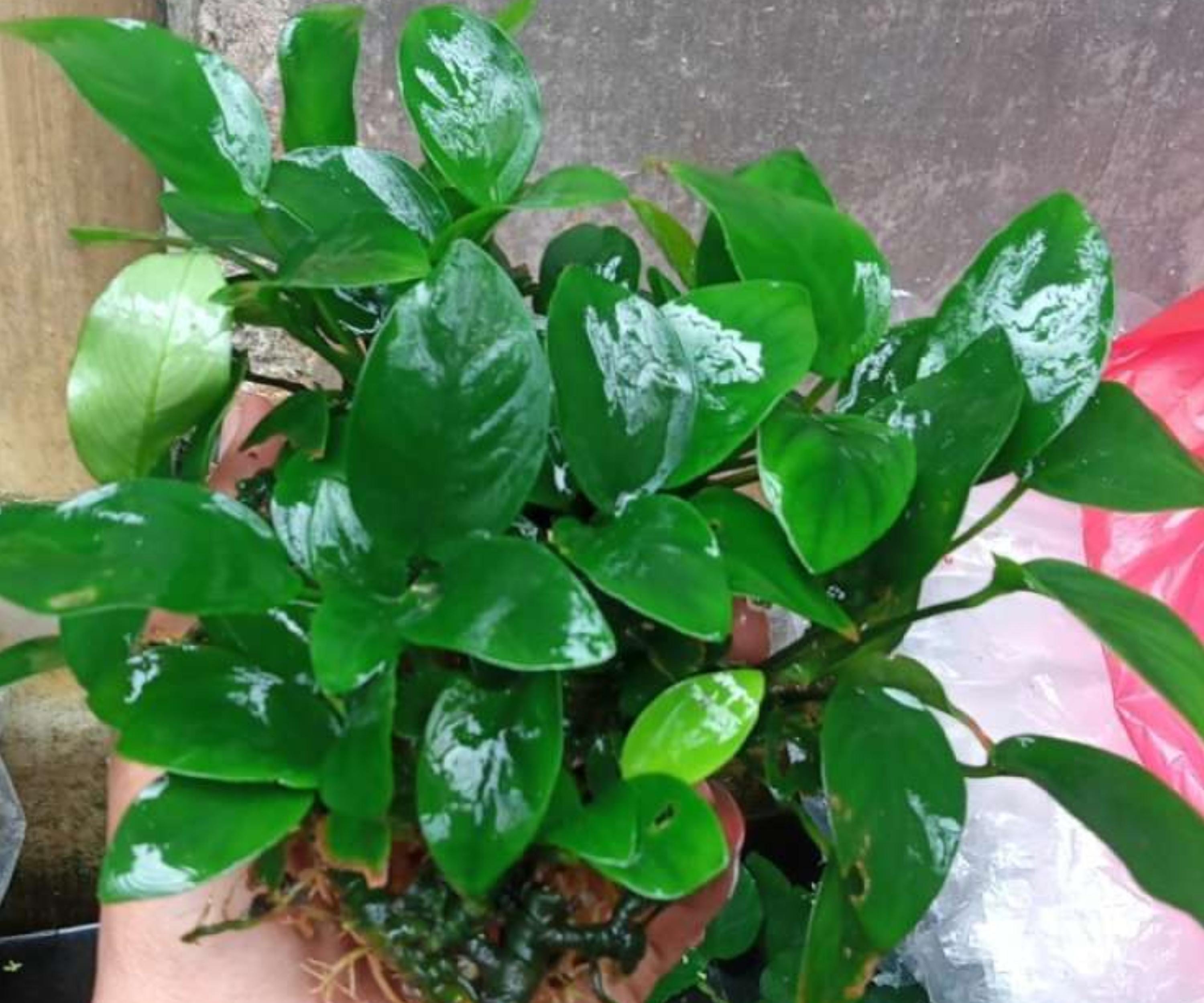 Anubias Nana Live Aquarium Plant Bare Root, Low Light, Freshwater, Small, Hardy, Easy to Care, Nano Tank, Aquascaping