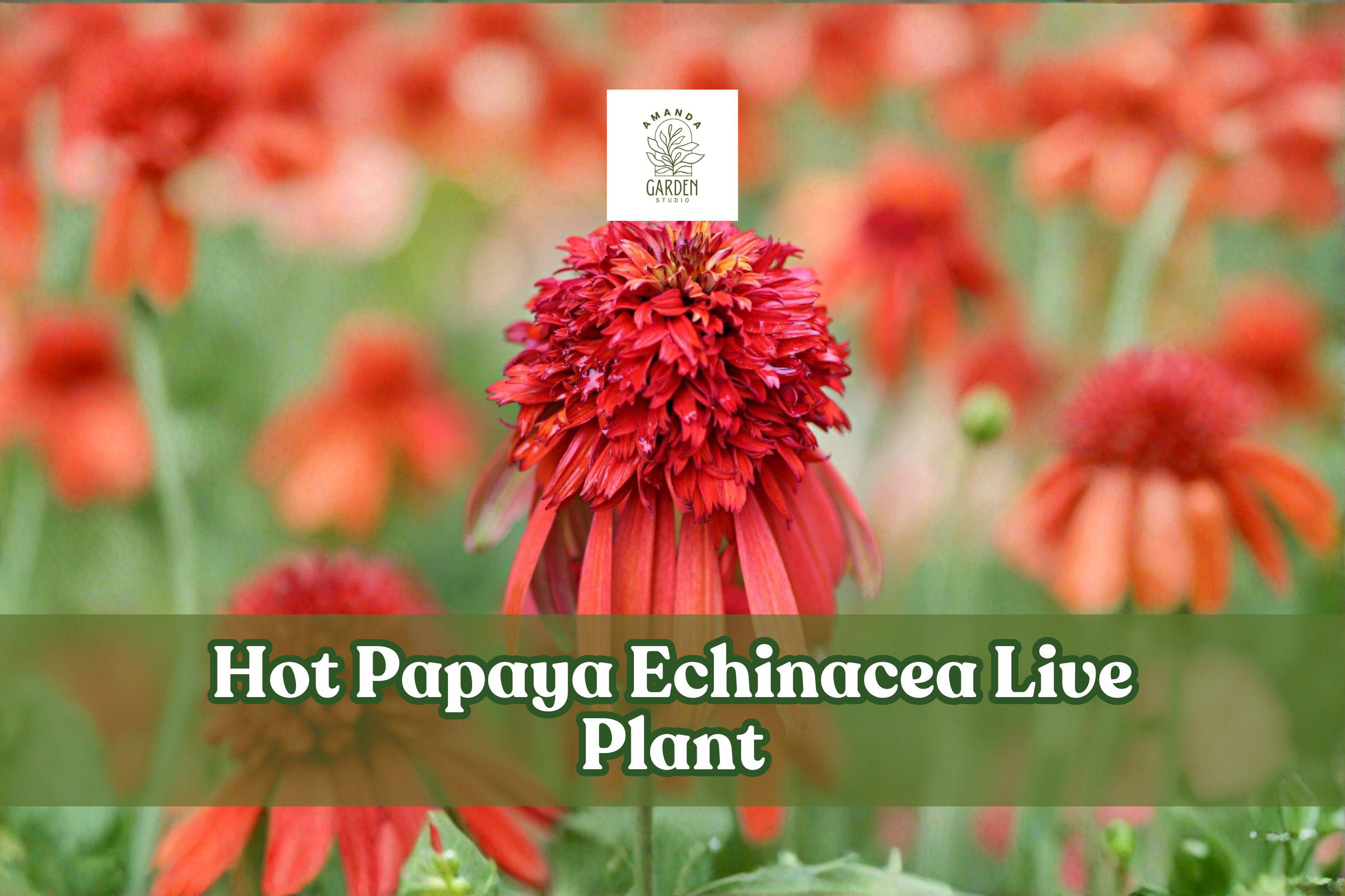 Hot Papaya Echinacea Live Plant – Orange Coneflower Starter for Pollinator Gardens & Containers, Echinacea purpurea hybrid