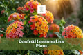Confetti Lantana Live Plant | Colorful Flower Starter Plug for Garden Borders, Pots & Containers | Lantana camara