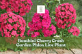 Garden Phlox Live Plant – Bambini Cherry Crush, Pink Red Perennial Flower Starter for Borders & Containers, Phlox paniculata